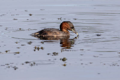Duck swimming in lake