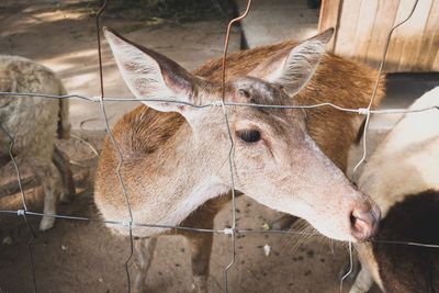 Close-up of horse