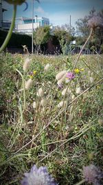 Plants growing on field