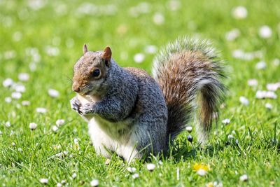 Squirrel on a field