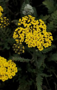 Close-up of yellow flowering plant