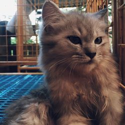 Close-up portrait of cat