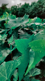 Full frame shot of wet leaves