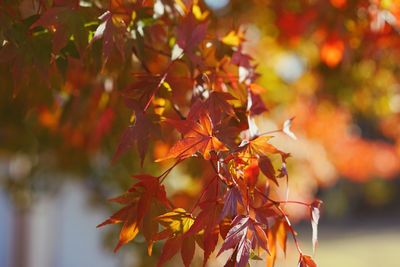 Close-up of maple leaves during autumn