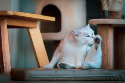 Cat sitting on table