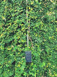 Close-up of ivy growing on tree