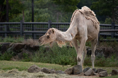 Horse on field