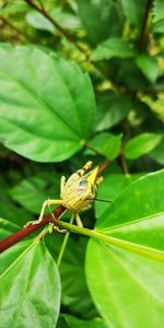 Close-up of insect on leaves