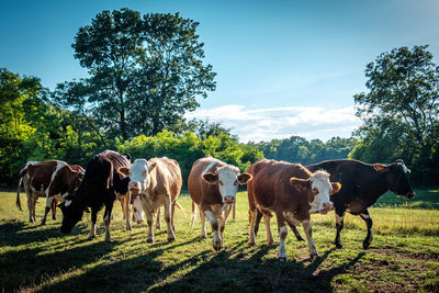 Cows standing on field against blue sky