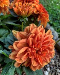 Close-up of orange dahlia flowers