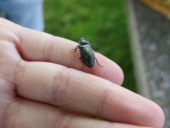 Close-up of human hand holding small