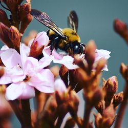 Close-up of bee on flowers