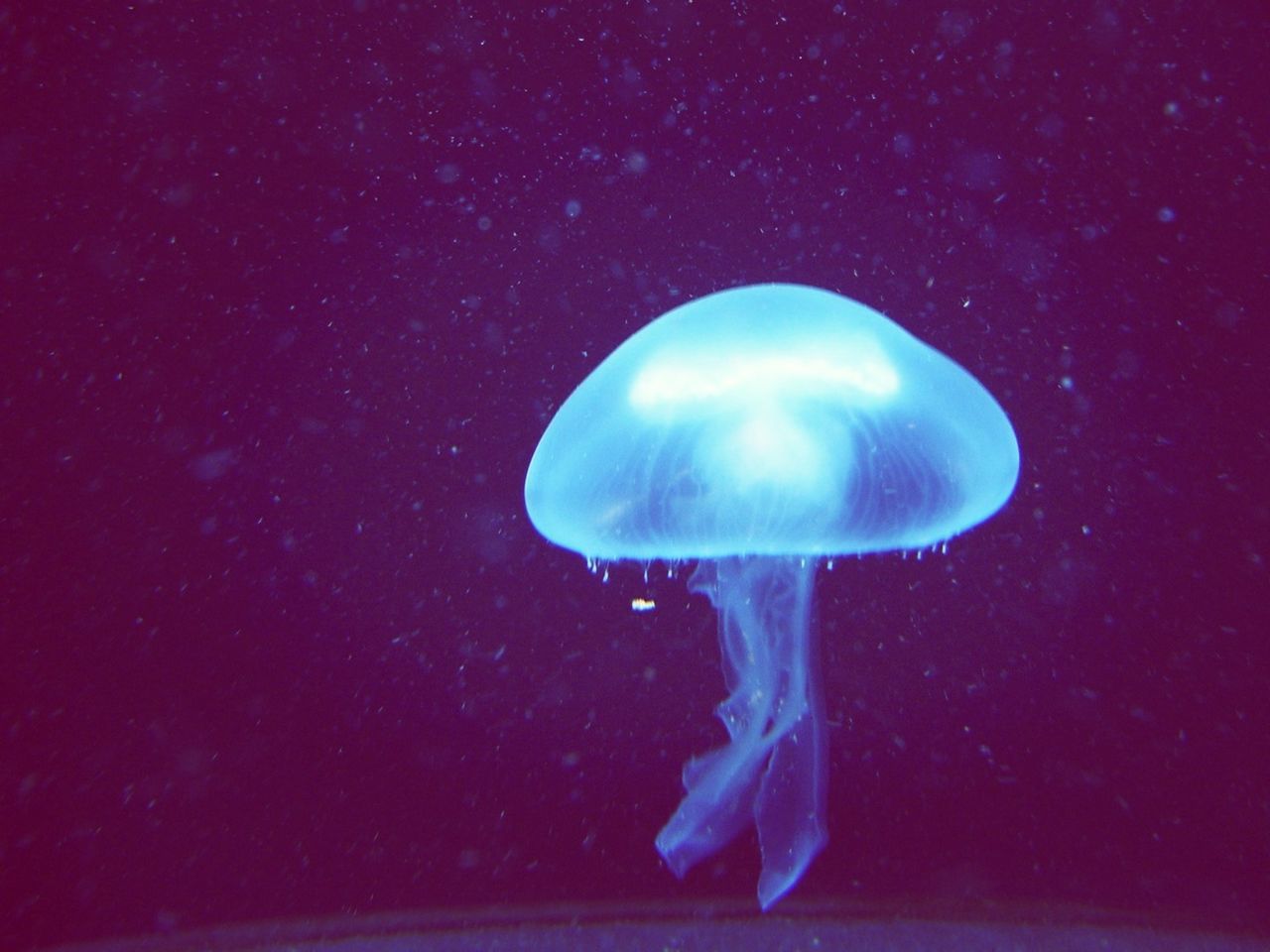 underwater, jellyfish, sea life, undersea, swimming, animal themes, blue, water, sea, wildlife, fish, animals in the wild, beauty in nature, nature, exploration, one animal, aquarium, night, discovery, astronomy