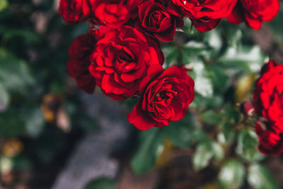 Close-up of red rose