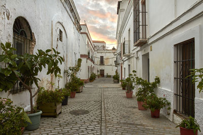 Footpath amidst potted plants and houses