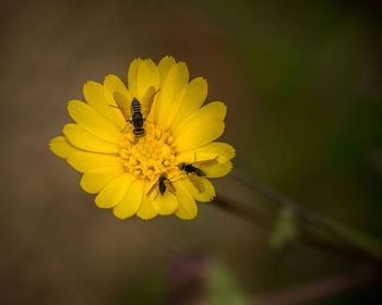 Close-up of insect on yellow flower