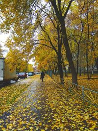 Rear view of man walking on yellow autumn trees