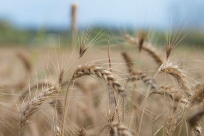 Close-up of wheat growing on field