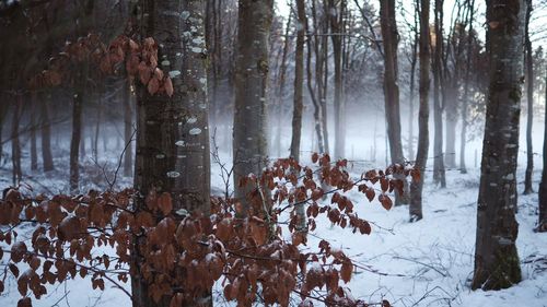 Trees in forest during winter