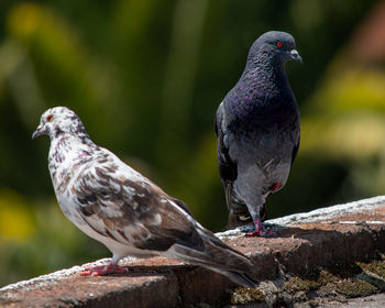 Close-up of pigeons perching on retaining wall