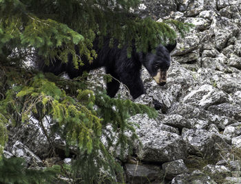 View of sheep on rock in forest