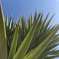 Close-up of succulent plant against clear sky