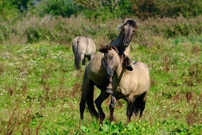 Horses on grassy field during sunny day