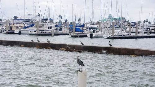 Birds perching on boat moored at harbor against sky