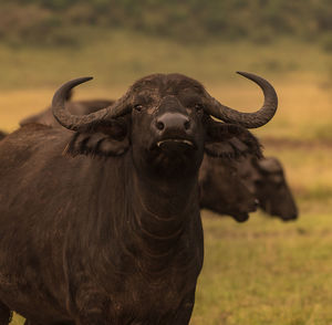 A wary buffalo looks on at the tourists as the rest of the herd grazes on