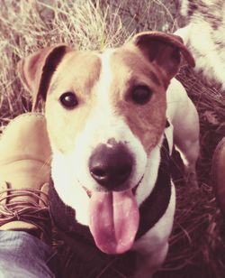 Portrait of a dog
