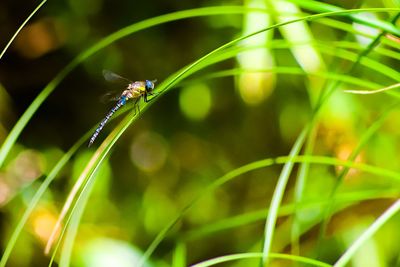 Close-up of insect on grass