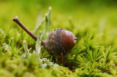 Close-up of acorn in moss in forest