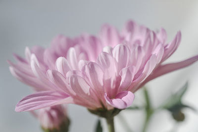 Close-up of pink flower