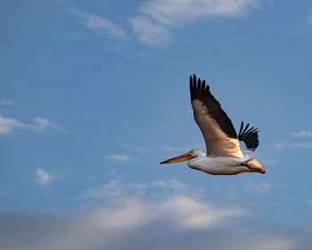 Low angle view of seagull flying