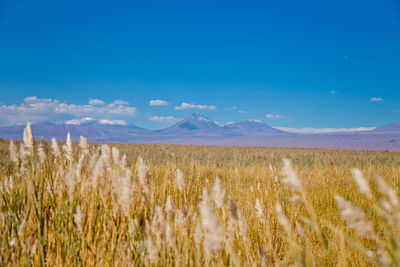 Scenic view of field against blue sky