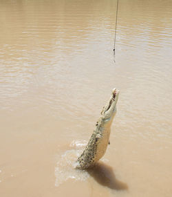 High angle view of a turtle in the water