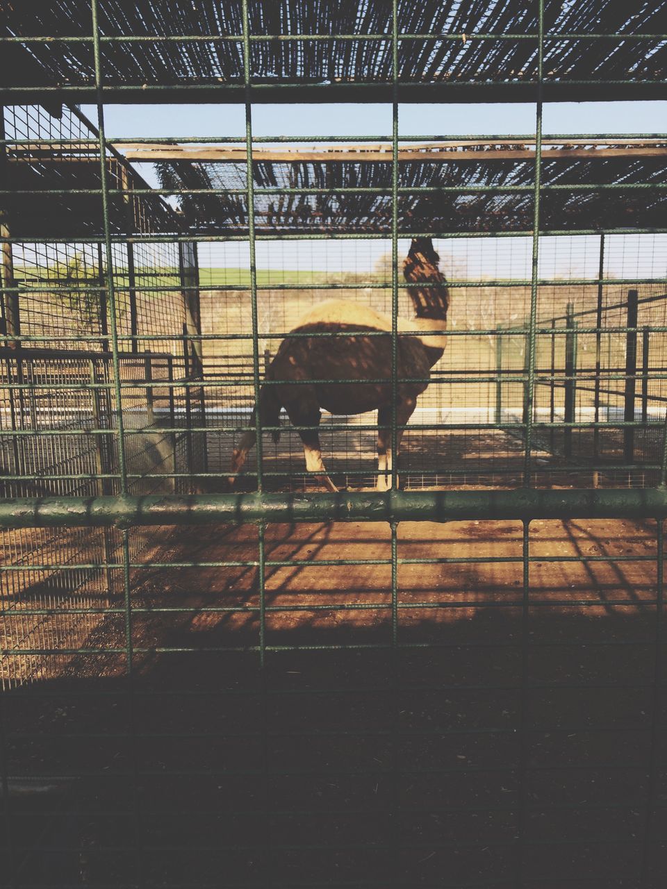 fence, paddock, horse, domestic animals, animal themes, protection, day, no people, stable, mammal, cage, outdoors, nature, sky