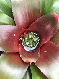 High angle view of wet succulent plant