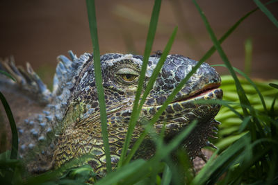 Close-up of lizard on leaf