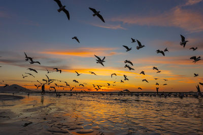 Silhouette birds flying over lake during sunset