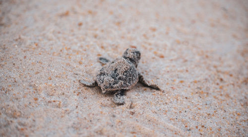 High angle view of crab on sand