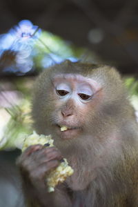 Close-up portrait of fresh eating