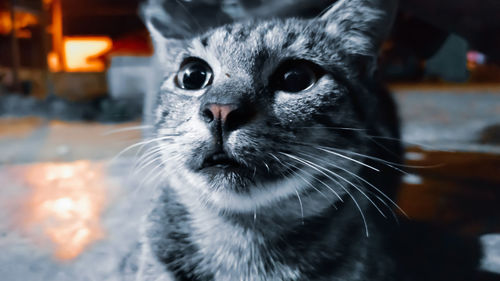 Close-up portrait of a cat