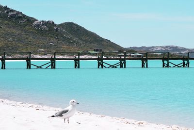 Bird perching by sea against clear sky