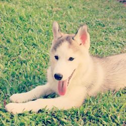 Dog lying on grassy field