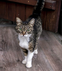 Portrait of cat sitting on hardwood floor