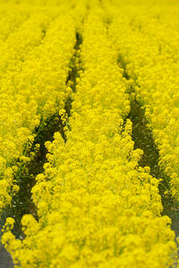 Close-up of yellow flower field
