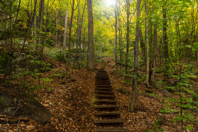 Staircase amidst trees in forest