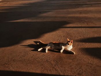 High angle view of a cat