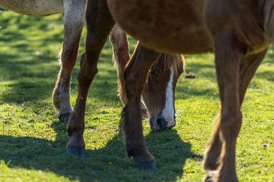 Horses grazing in a field